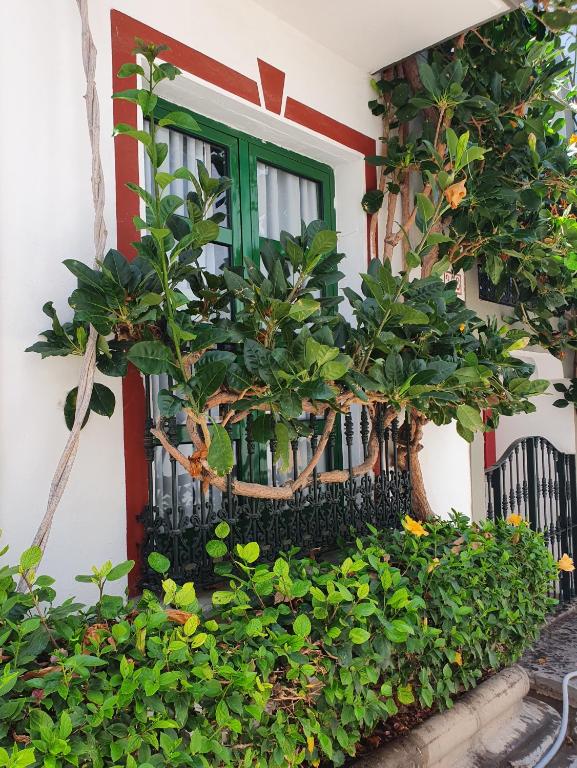 Apartamentos Venecia De Canarias La — 1