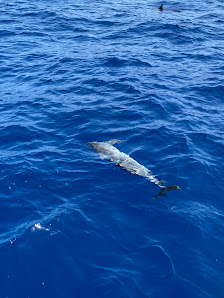 Blue M Boat Trips Puerto de Mogan — 1