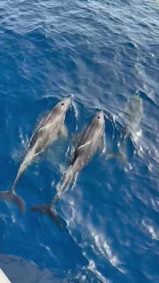 Blue M Boat Trips Puerto de Mogan — 2