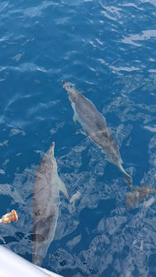 Blue M Boat Trips Puerto de Mogan — 3