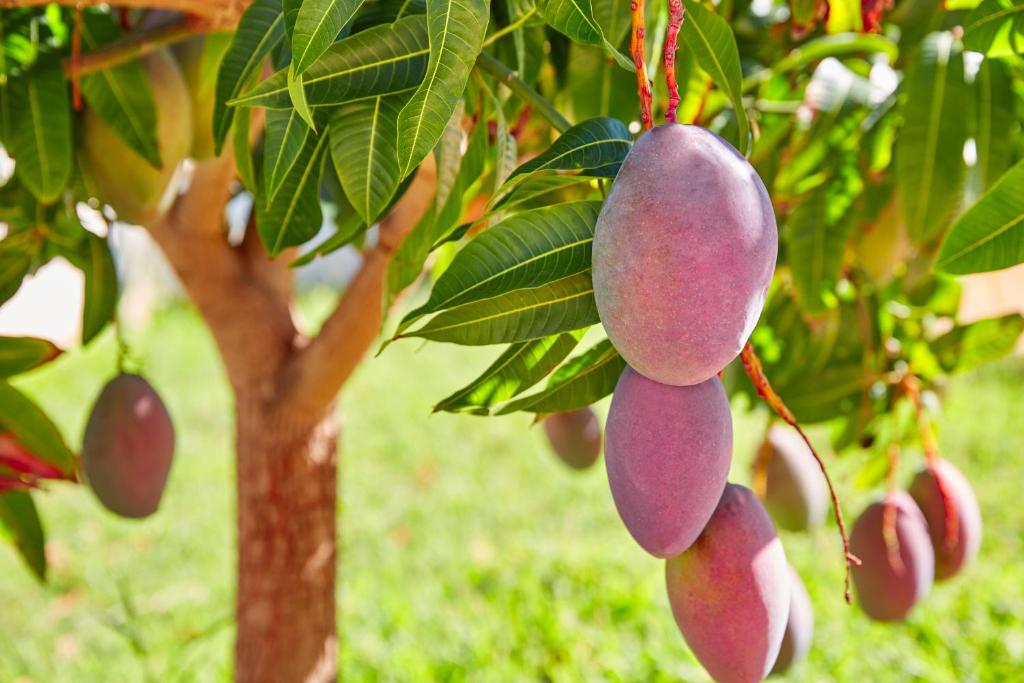 Chalet Mango Oasis — 5