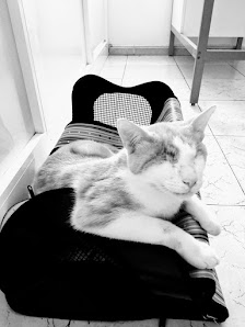 Clínica Veterinaria Arguineguín — 4