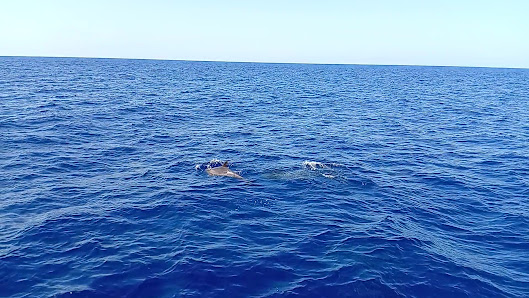 Dolphins, boat Tríp, Keeper Uno Islas Canarias — 2