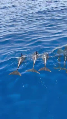 Dolphins, boat Tríp, Keeper Uno Islas Canarias — 3