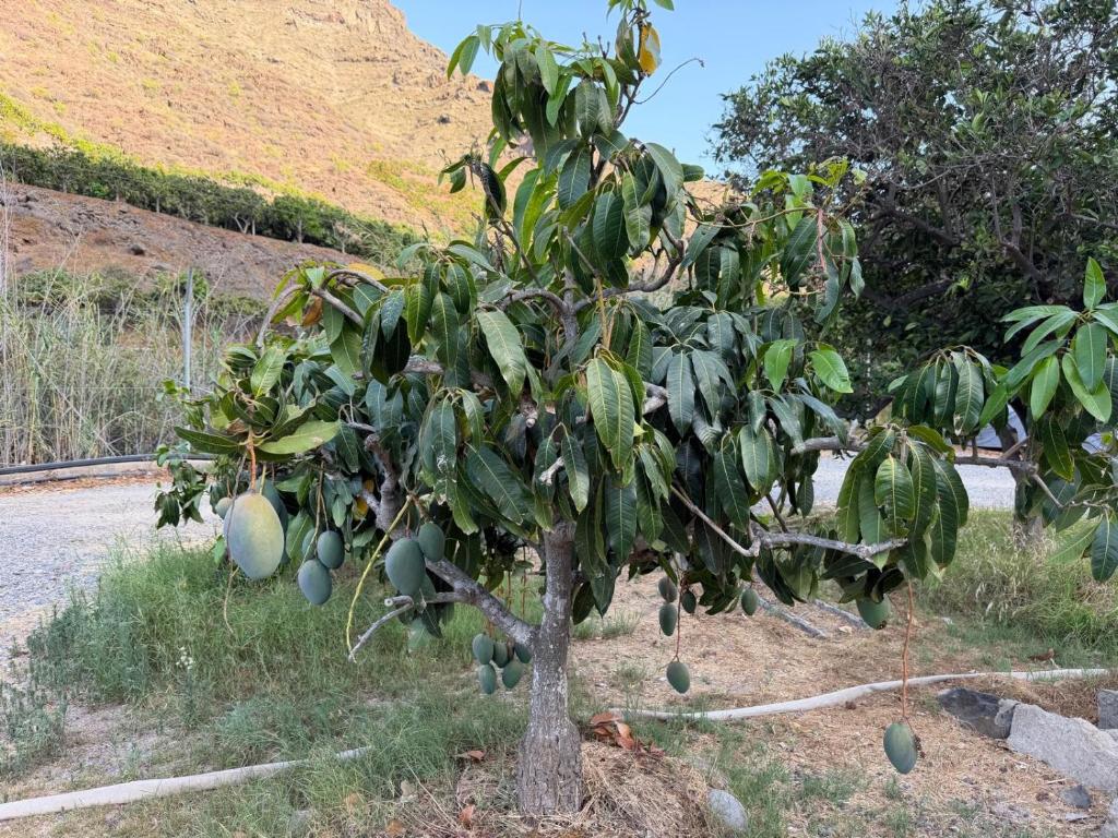 Finca Nim 1 — 9