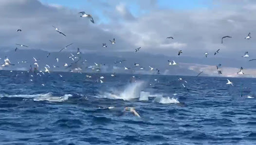 Fishing Gran Canaria — 5