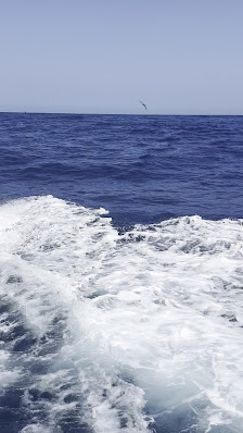 Líneas Salmón S.L. — 2