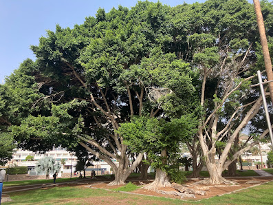 Parque de Puerto Rico — 1
